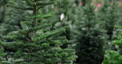 juletræet leveret til døren, juletræet, juletræet levering, levering af juletræ, få juletræet leveret, levering af juletræ